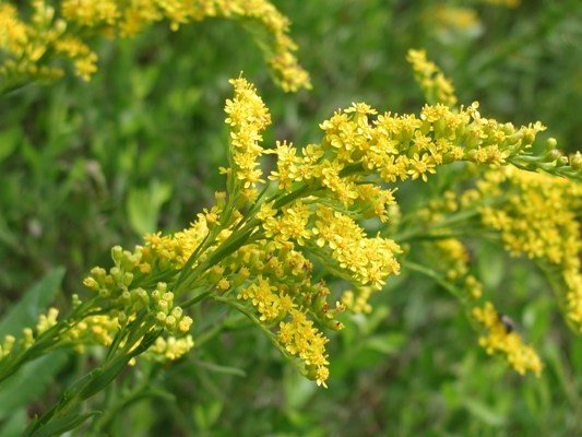 Seaside Goldenrod